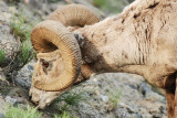 Bighorn Ram