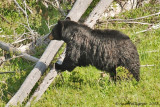 Black Bear