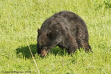 Black Bear