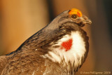 Dusky Grouse