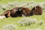Dust Bathing