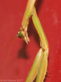 Chinese Mantid