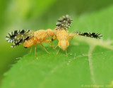 Fruit Fly (Euaresta bella)