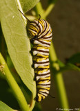 Monarch Caterpillar on Swamp Milkweed