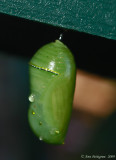 Monarch Chrysalis