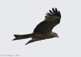 Black Kite