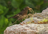 Blackbird-Female-2579