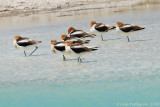 American Avocets