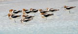 American Avocets in Hot Springs