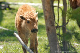 Bison Calf