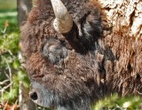 Bull Bison