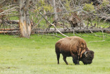 Bull Bison