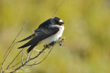 Cave Swallow