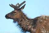 Elk