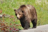 Scarface, a famous grizzly in Yellowstone.