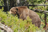 Scarface, a famous grizzly in Yellowstone.