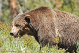 Scarface, a famous grizzly in Yellowstone.