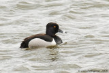 Ring-necked Duck