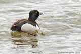 Ring-necked Duck