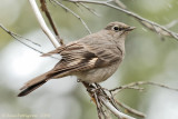 Townsend's Solitaire