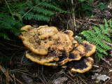 Phaeolus schweinitzii.(Dyer`s Mazegill)