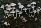 Glistening Inkcap.( Coprinus micaceus )