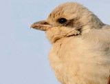 Steppe Grey Shrike.