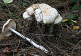 Collybia maculata (Spotted Toughshank)