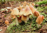 Coprinus micaceus (Glistening ink cap)