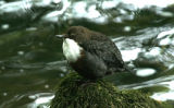 DIPPER3.jpg