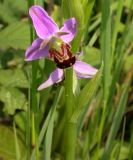 bee orchid