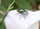 Green  fly species