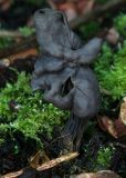 Helvella lacunosa (Evfin saddle)