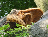 Polyporus squamosus (Dryads saddle)