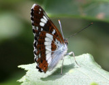 White Admiral ( underside )