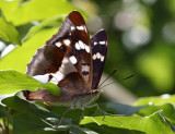 Purple Emperor.