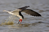 _MG_0087 Black Skimmer.jpg