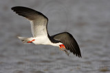 _MG_0440 Black Skimmer.jpg