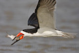 _MG_6559 Black Skimmer.jpg