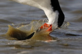 _MG_9747crop Black Skimmer.jpg
