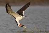 _MG_0808 Black Skimmer.jpg