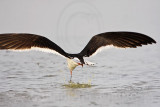 _MG_1808 Black Skimmer.jpg