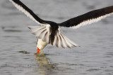 _MG_1830 Black Skimmer.jpg