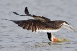 _MG_2246 Black Skimmer.jpg