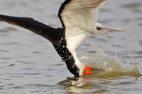 _MG_2692 Black Skimmer.jpg