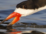 _MG_3126crop Black Skimmer.jpg