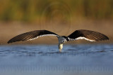 _MG_3822 Black Skimmer.jpg