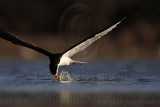 _MG_3842 Black Skimmer.jpg