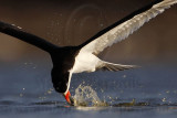 _MG_3842 Black Skimmer.jpg
