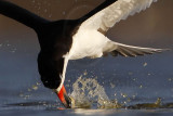 Hunting Black Skimmer from every angle - Summer 2008 - Brazoria
